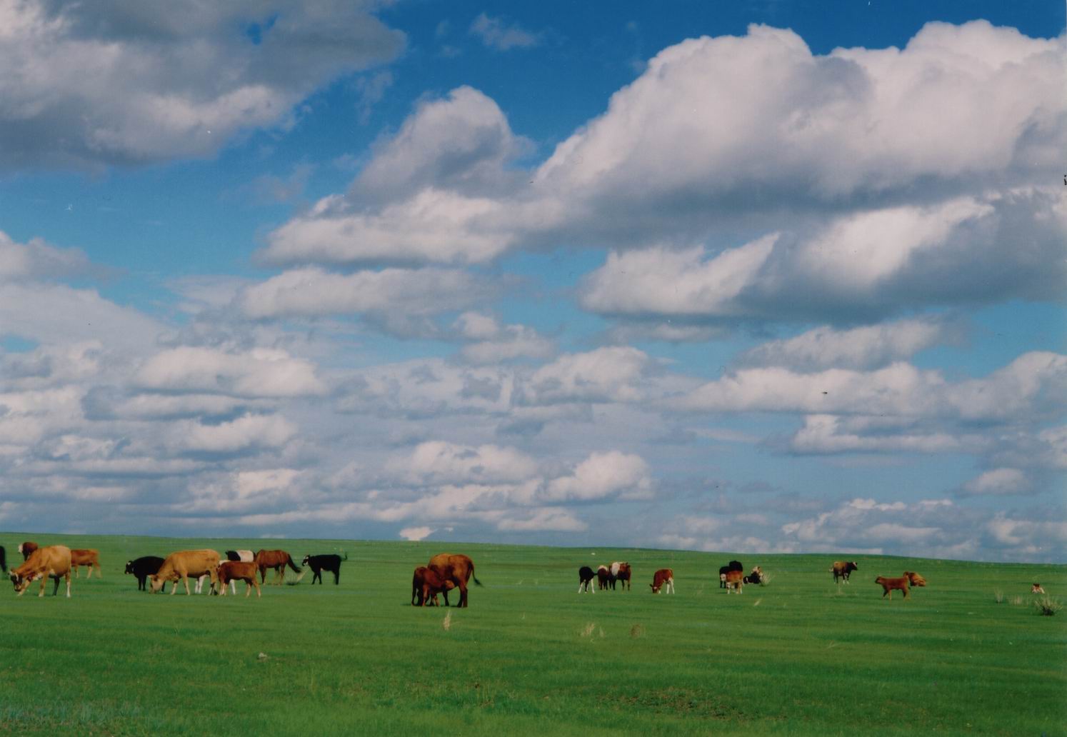 内蒙古草原吃草奶牛摄影图高清摄影大图-千库网