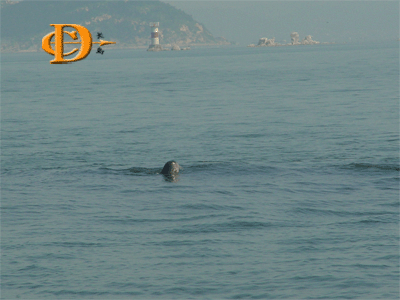 宗记海鲜自助城_熊猫参谋海鲜自助餐厅_海鲜大餐图片(2)