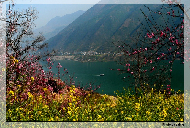 "两岸山花似雪开"唱着竹枝词游三峡