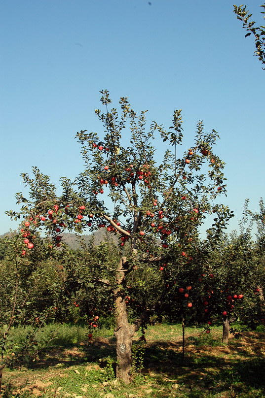 (一棵果树,挂着红艳艳的苹果.