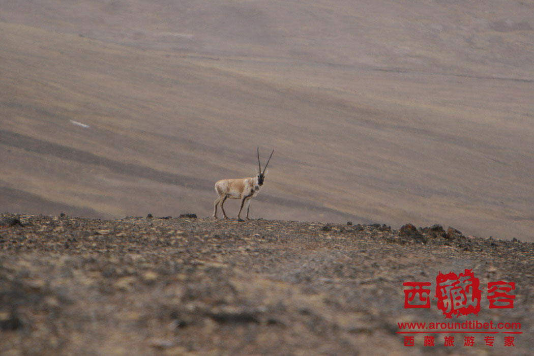 (多图)可可西里-阿里-南疆摄影探险之旅(续一)