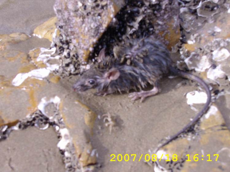 象山石浦海边遇鼠记