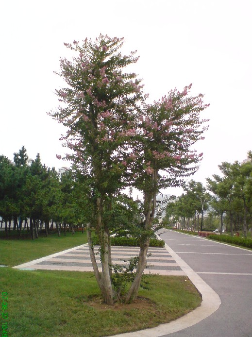 (紫薇树开花)