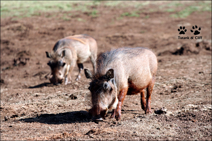 五点档—彭彭(野猪(warthog 两只大彭彭带着一串小彭彭,来湖边