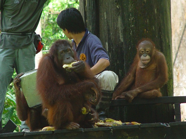 20080426 马来西亚沙巴丛林探险及斯巴丹潜水之旅