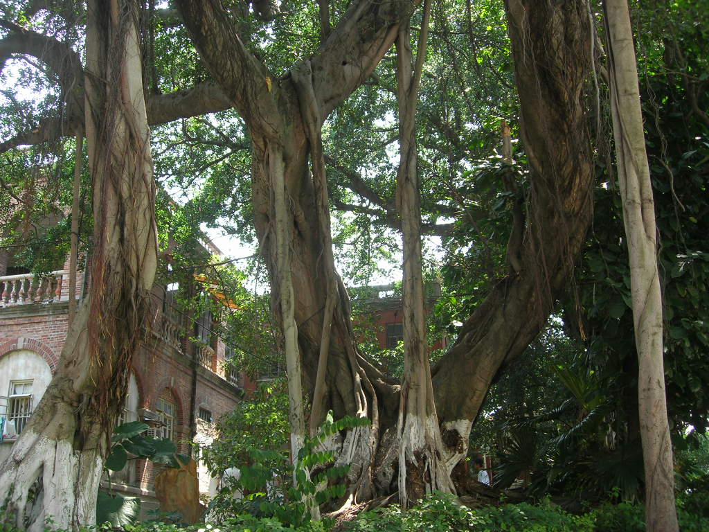 阳江：关山月家乡的两棵榕树，都是古树名木 _www.isenlin.cn