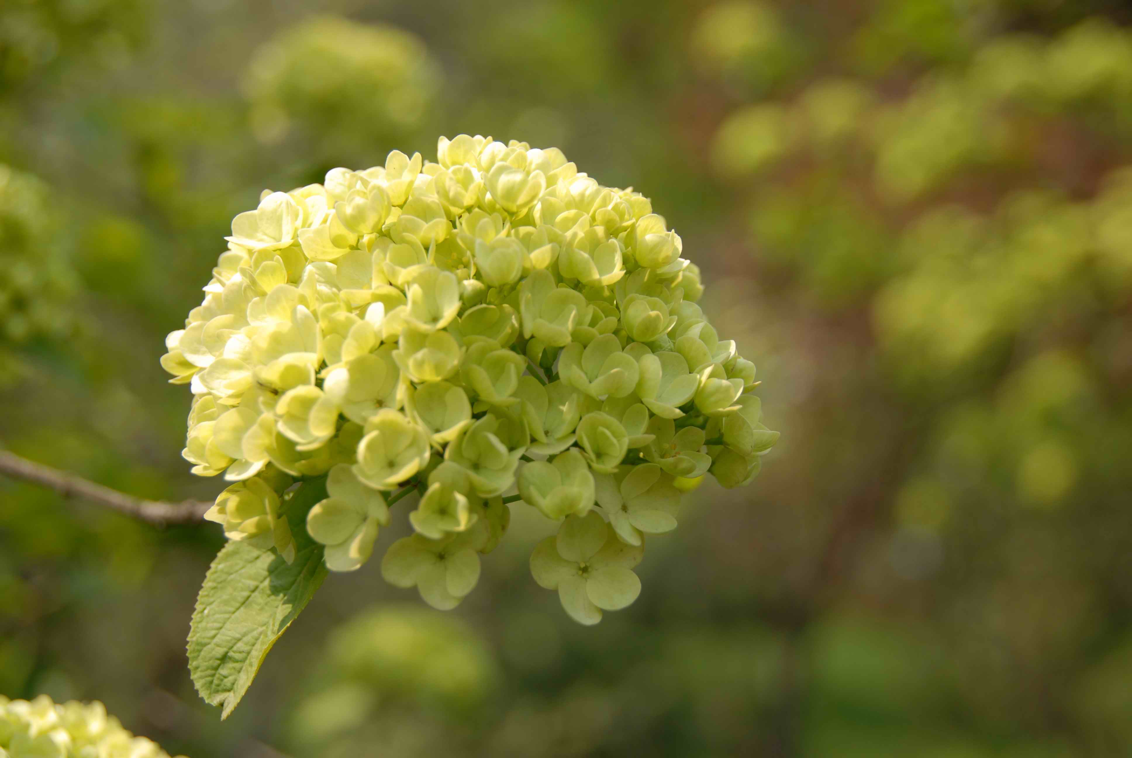 (扬州市花-琼花)