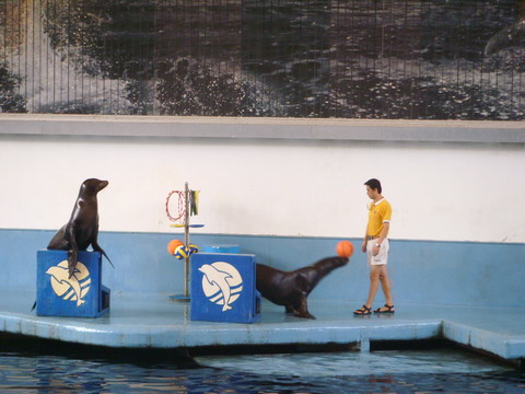 廣州旅遊攻略 > 廣州動物園 動物園裡不單有陸路動物,還有海洋館呢