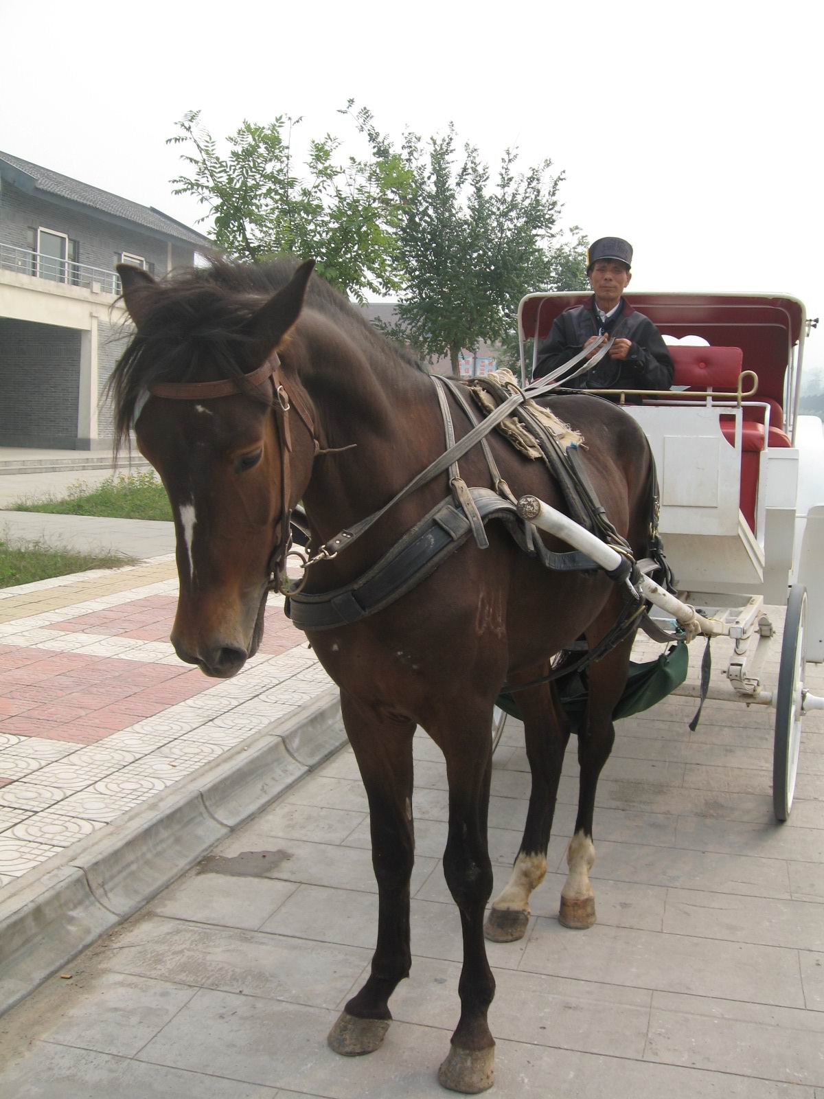 (兵馬俑內漂亮的馬,車)