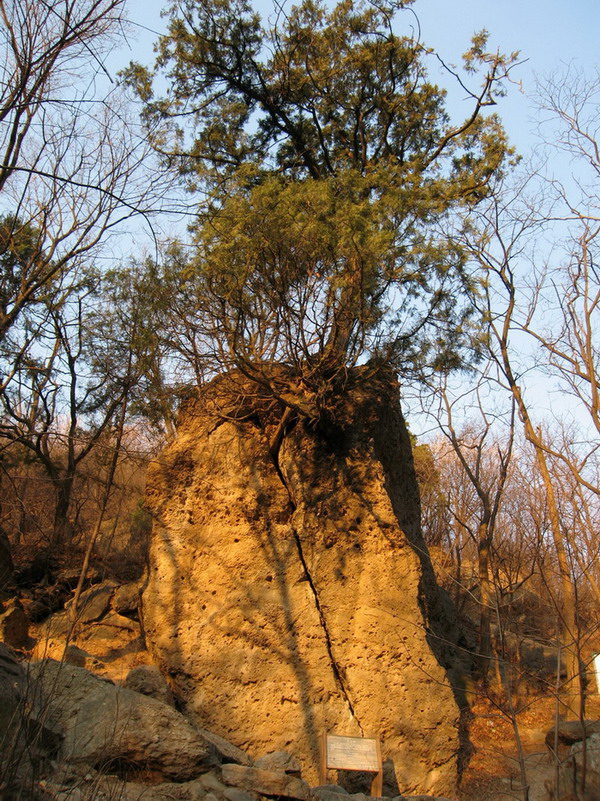 樱桃沟元宝石图片