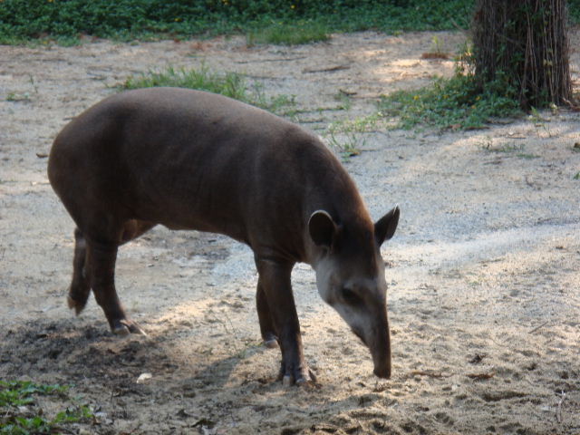 廣州香江野生動物園