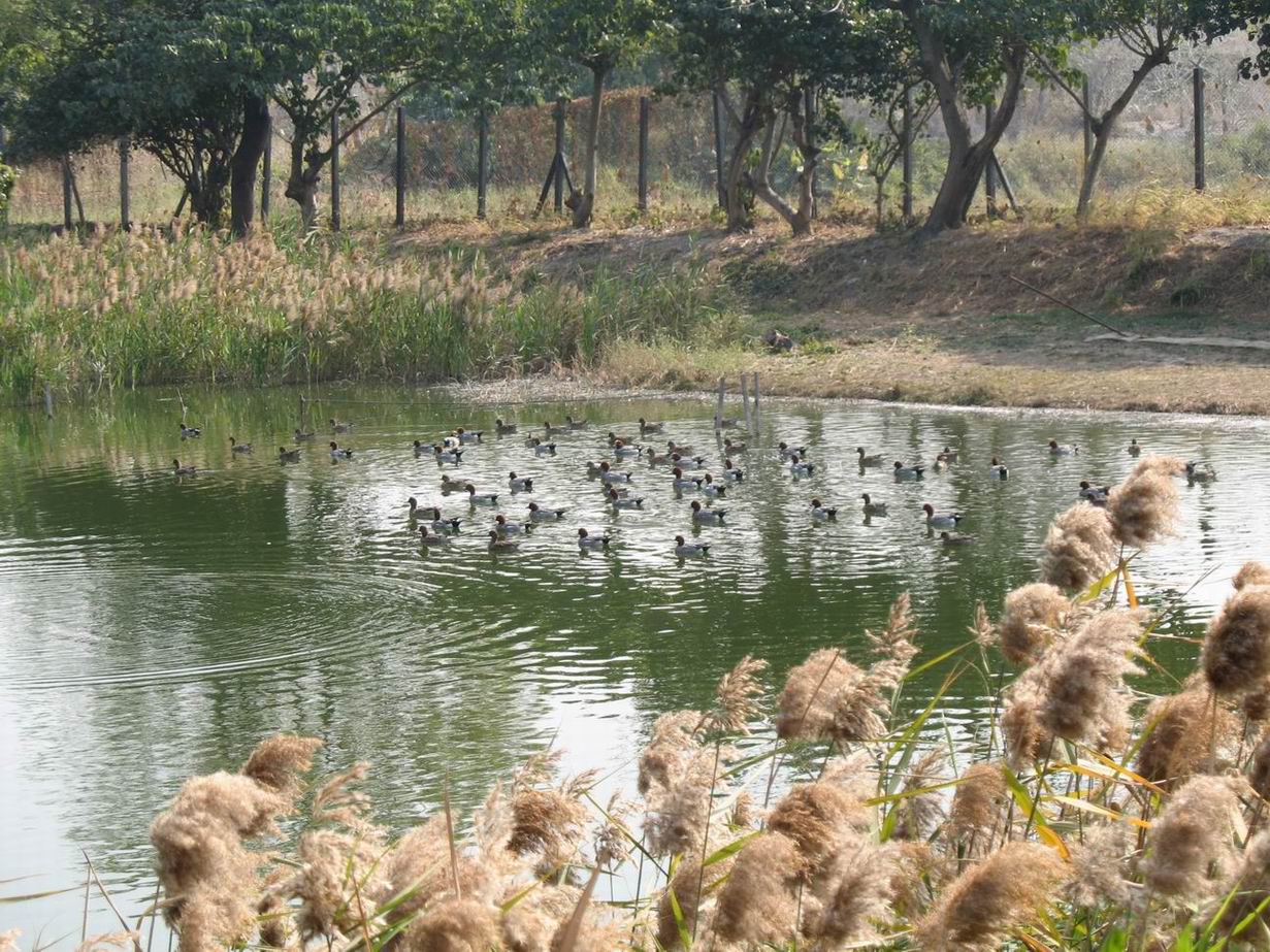 到溼地公園,香港其實有好幾個,有一個在元朗,一個在天水圍,一個在米埔