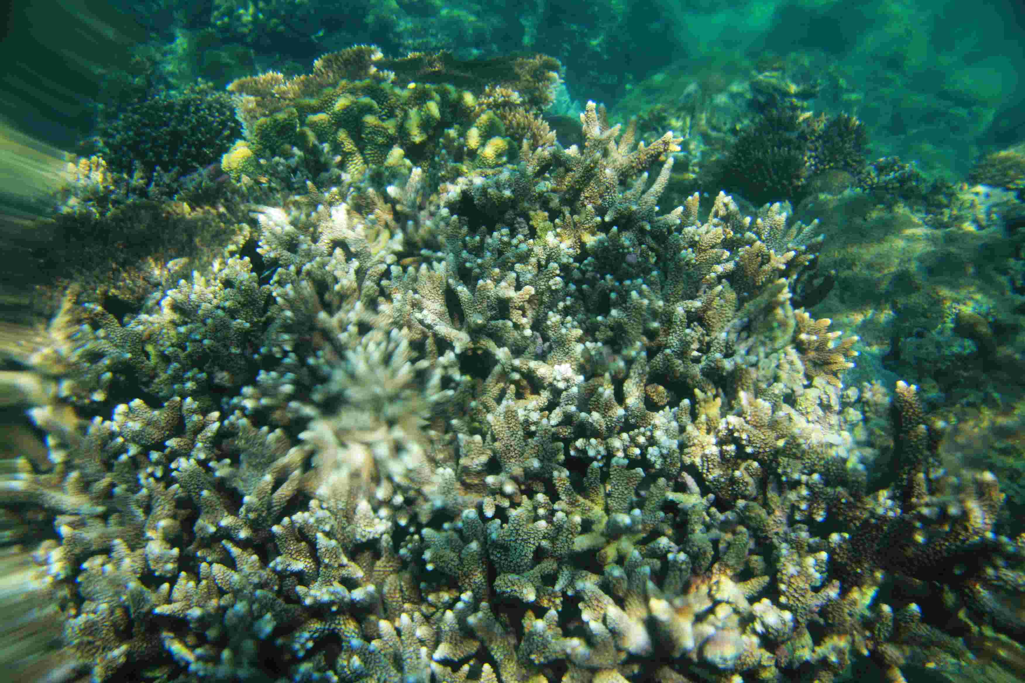 东线8日游(三)附:水下珊瑚图
